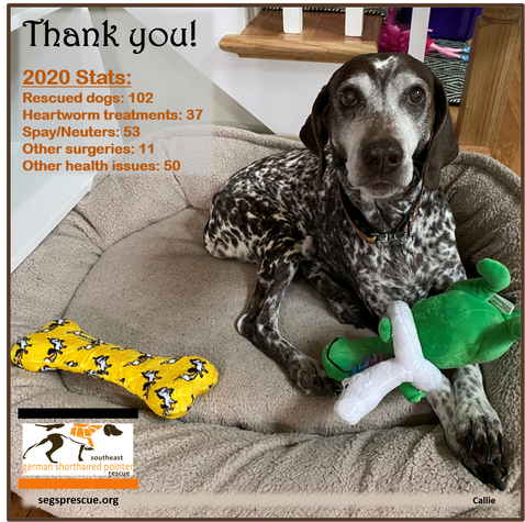 Southeast German Shorthaired Pointer Rescue Segsp Rescue Home